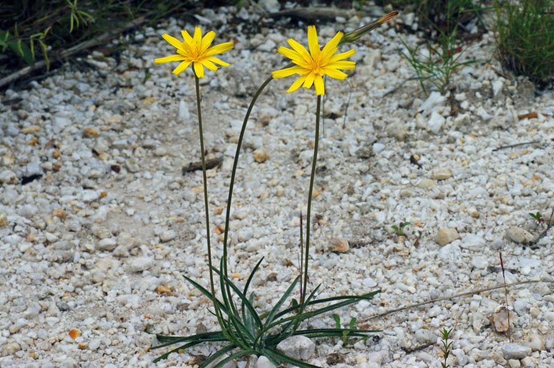 Scorzonera callosa / Scorzonera di Sardegna